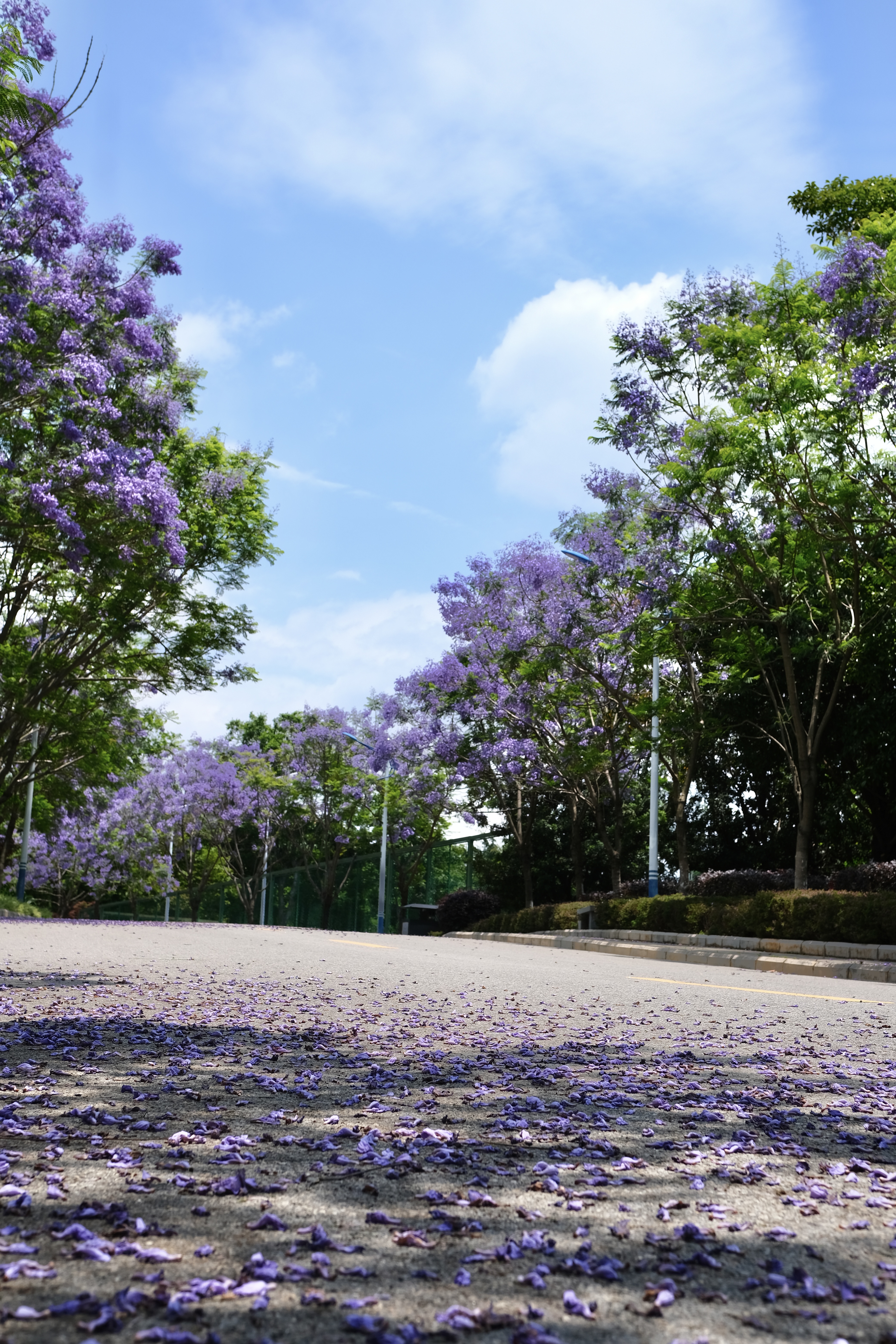 太极湖（晨光）